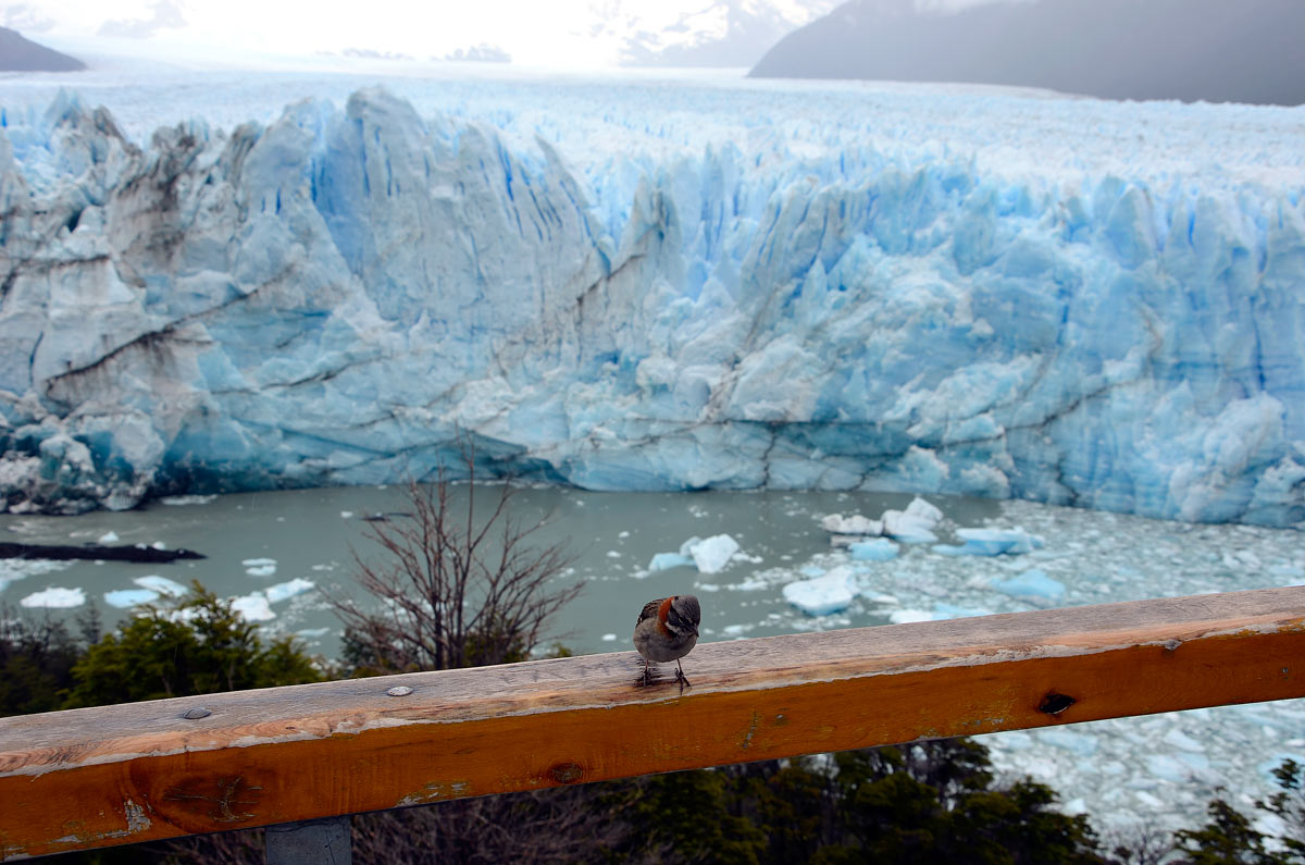 Glaciar Perito Moreno - El Calafate