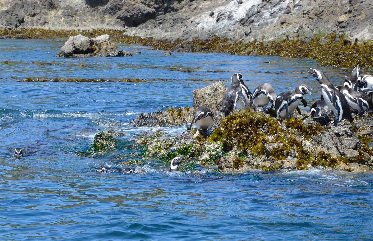 Chiloé 2016 - Punta de Punihuil - Pinguineras