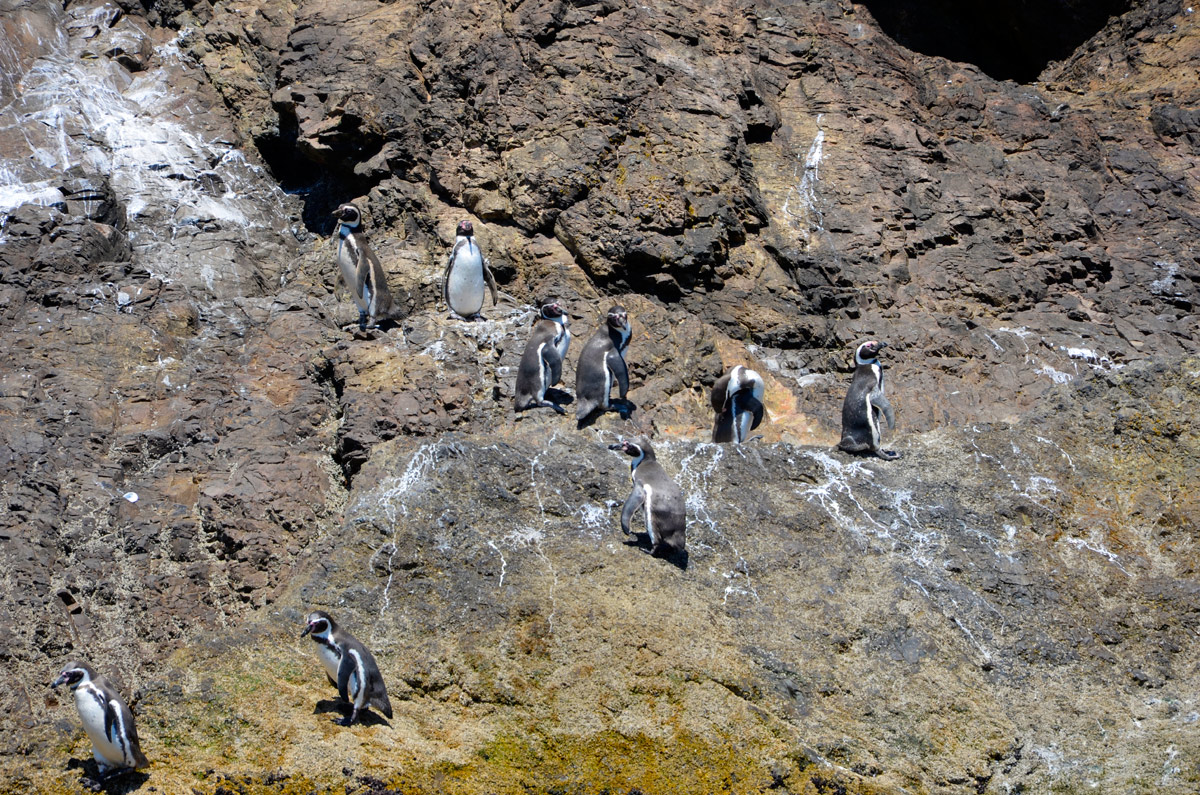 Chiloé 2016 - Punta de Punihuil - Pinguineras