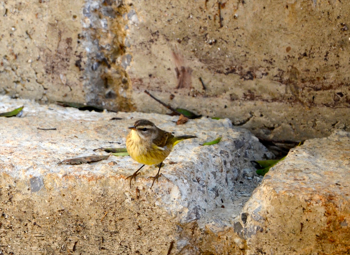 Cuba, La Habana - Fortaleza de San Carlos de la Cabaña